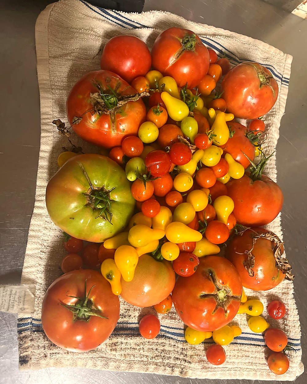 Heirloom tomatoes harvested fresh