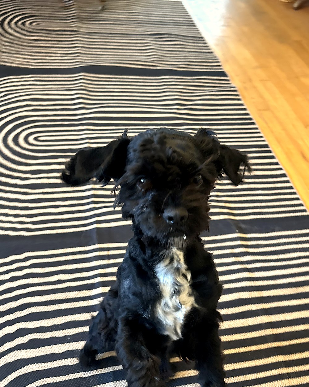 Two friendly dogs relaxing on a striped rug